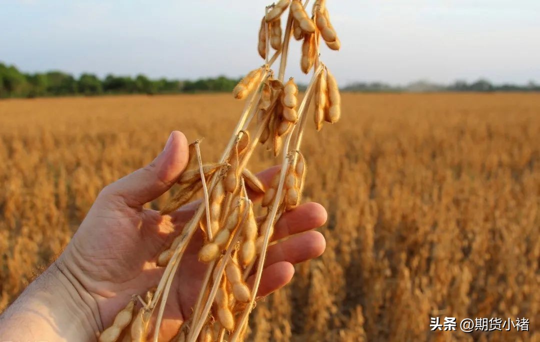 大豆压榨产能,大豆供给过剩吗
