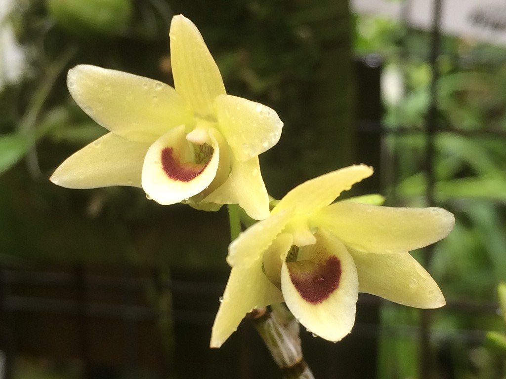 曾卖300元一斤的水果现在卖不出,真正的铁皮石斛在哪里能买得到