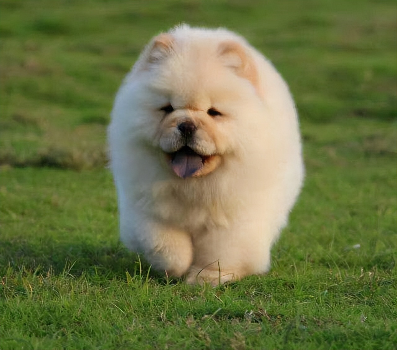 松狮犬白送都不养，太难“驾驭”了