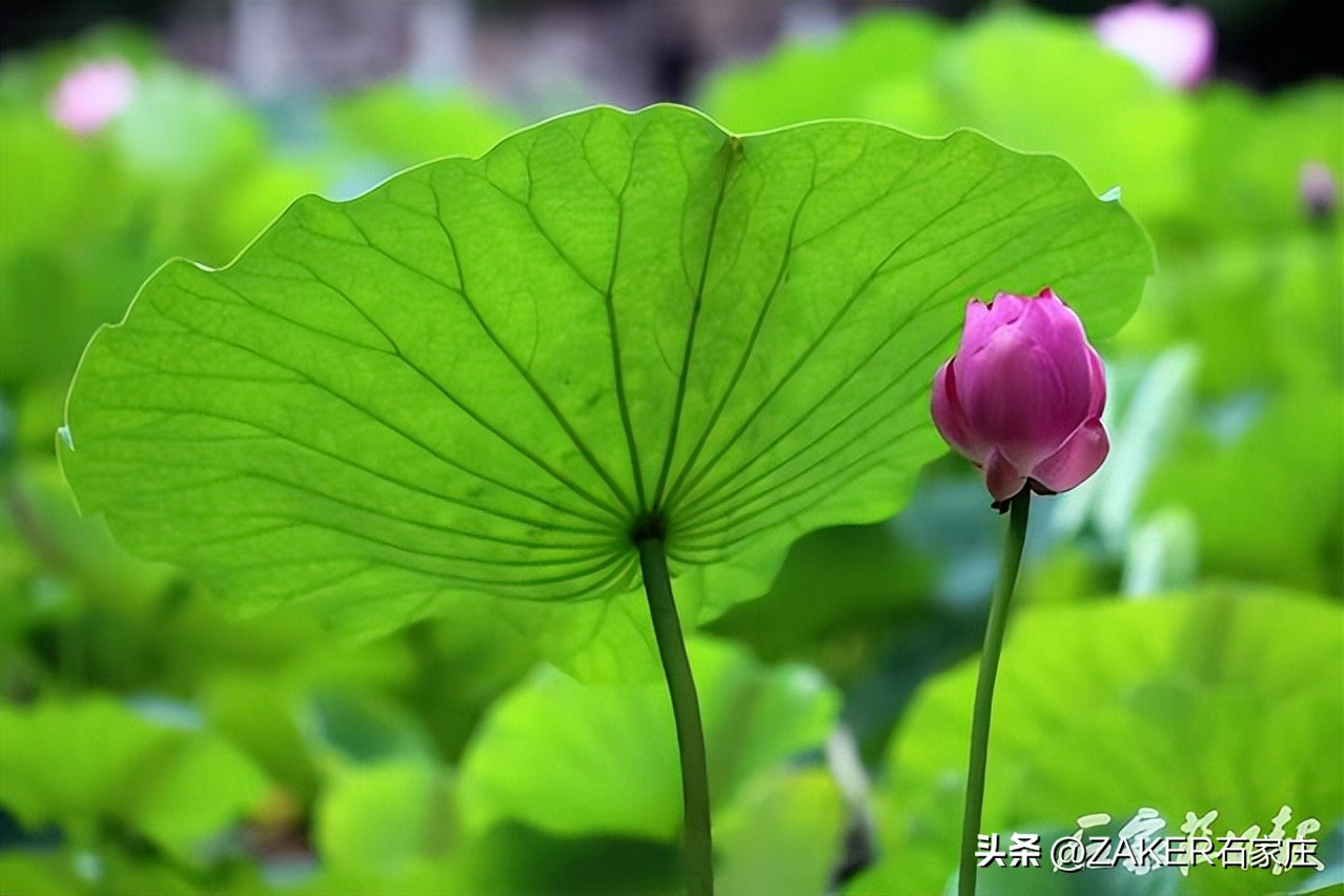 荷花绽放美如画夏日赏荷正当时,入夏荷花香赏荷正当时