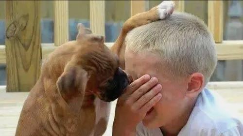 狗狗看似杂乱无章实则井然有序,狗狗看似漫不经心实则步步为营