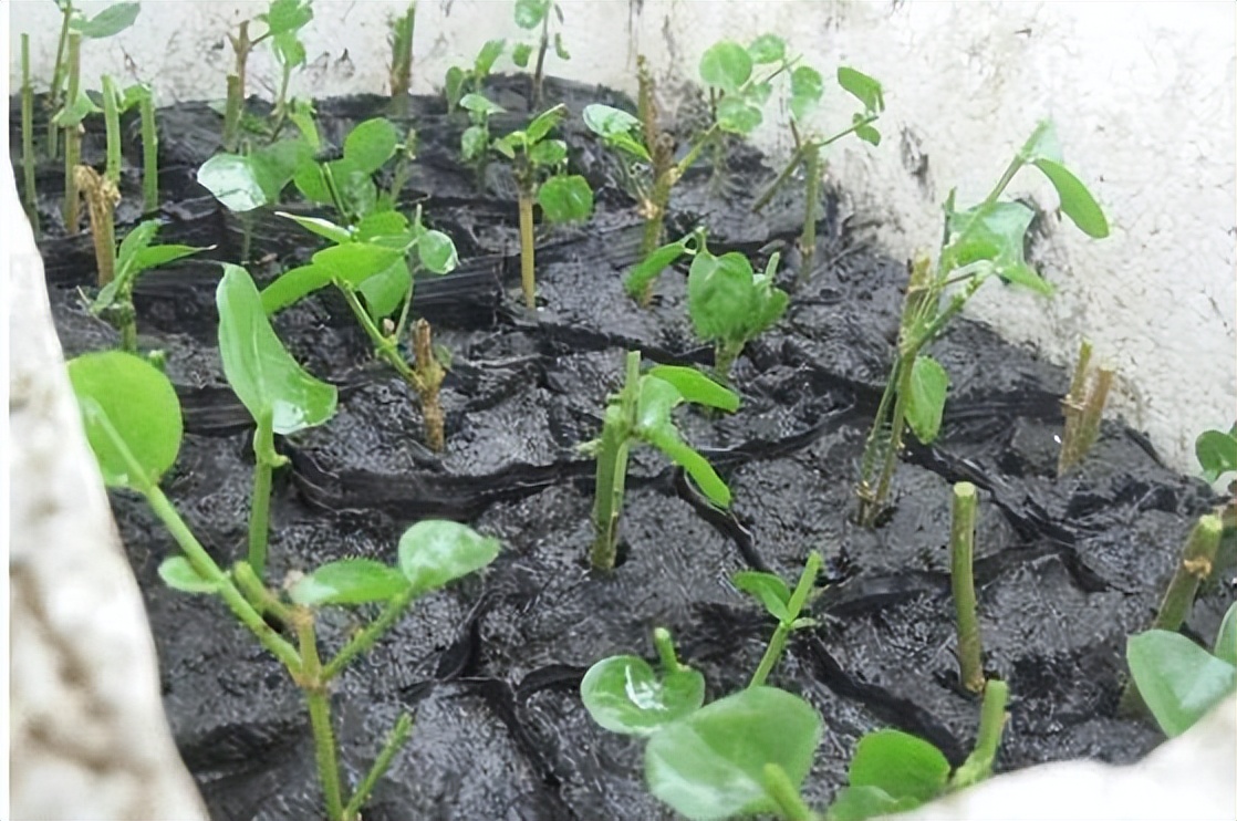 茉莉花怎么养迅速开花,茉莉花如何养开花不断