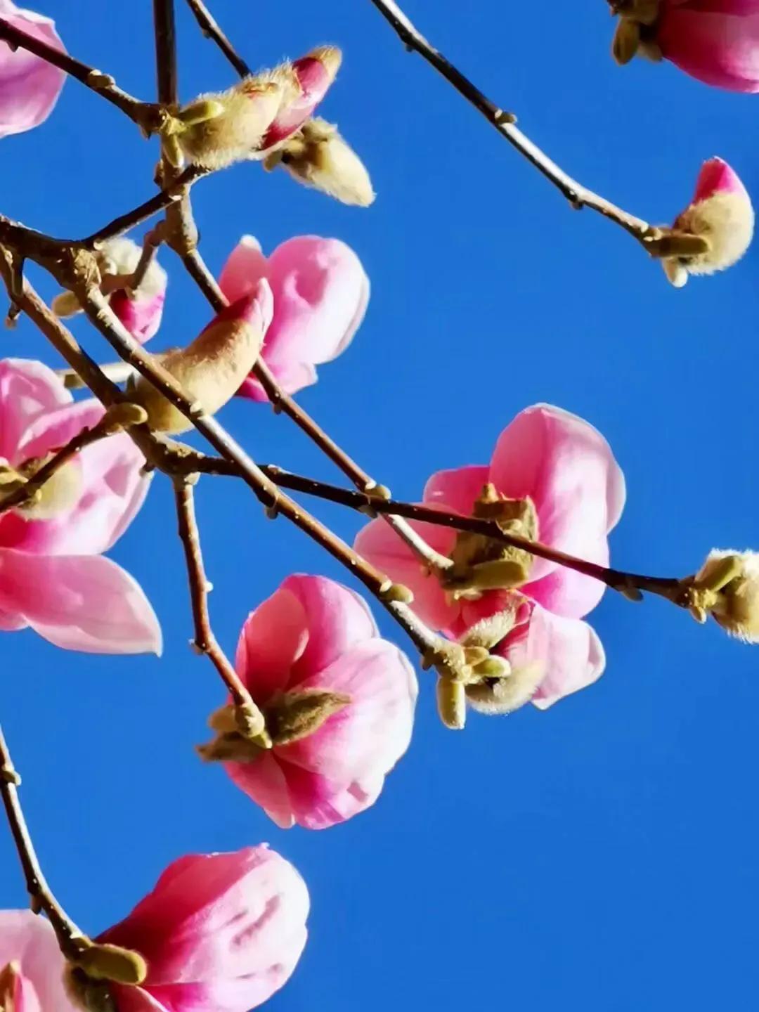 春天风景诗原创,与春天约会的诗歌原创