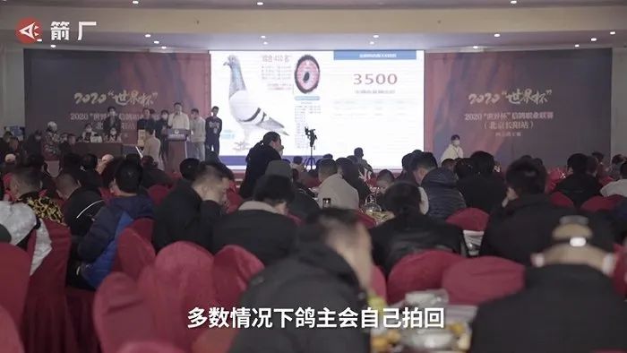 跟赛鸽比赛相比，世界杯*球赌**只能算小场面？