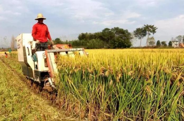 中央财政第三批实际种粮补贴政策,国家发放200亿种粮补贴了吗