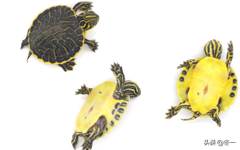 养龟避坑,新手养龟入门基础知识