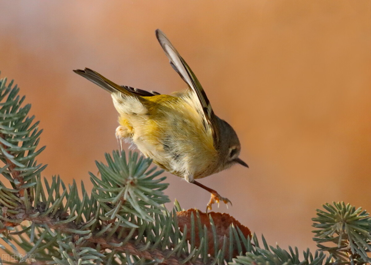 各个国家的国宝大全,世界上的各个国家的国宝