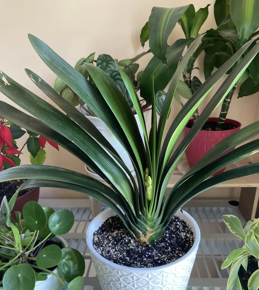 5种花别乱养香味有毒,5种花浇不死浇水越多长得越旺