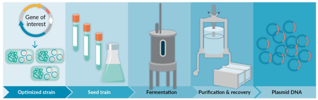 质粒DNA作为关键起始材料的监管供应链考量