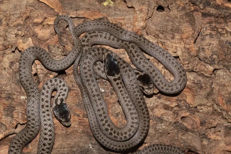 「原来欧洲有这么多种蛇？！」偷师卡塞尔的豢龙大师·下