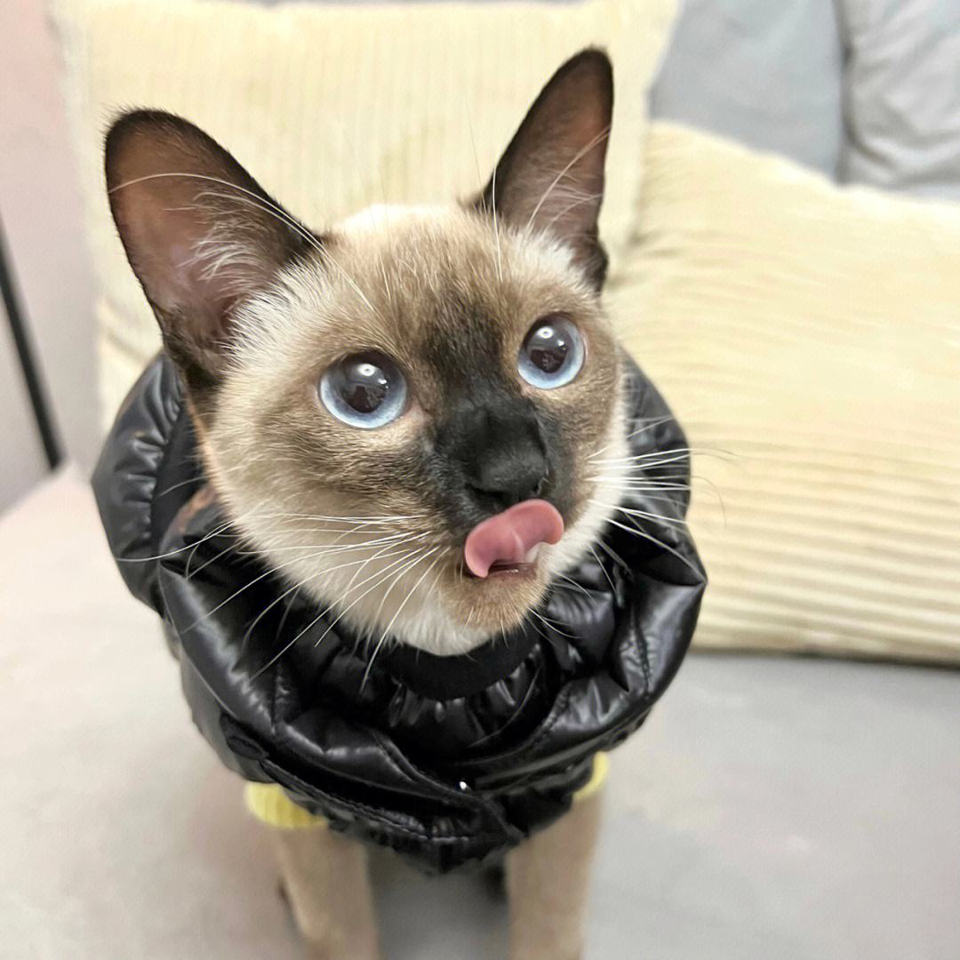 最受好评的猫,好评的猫