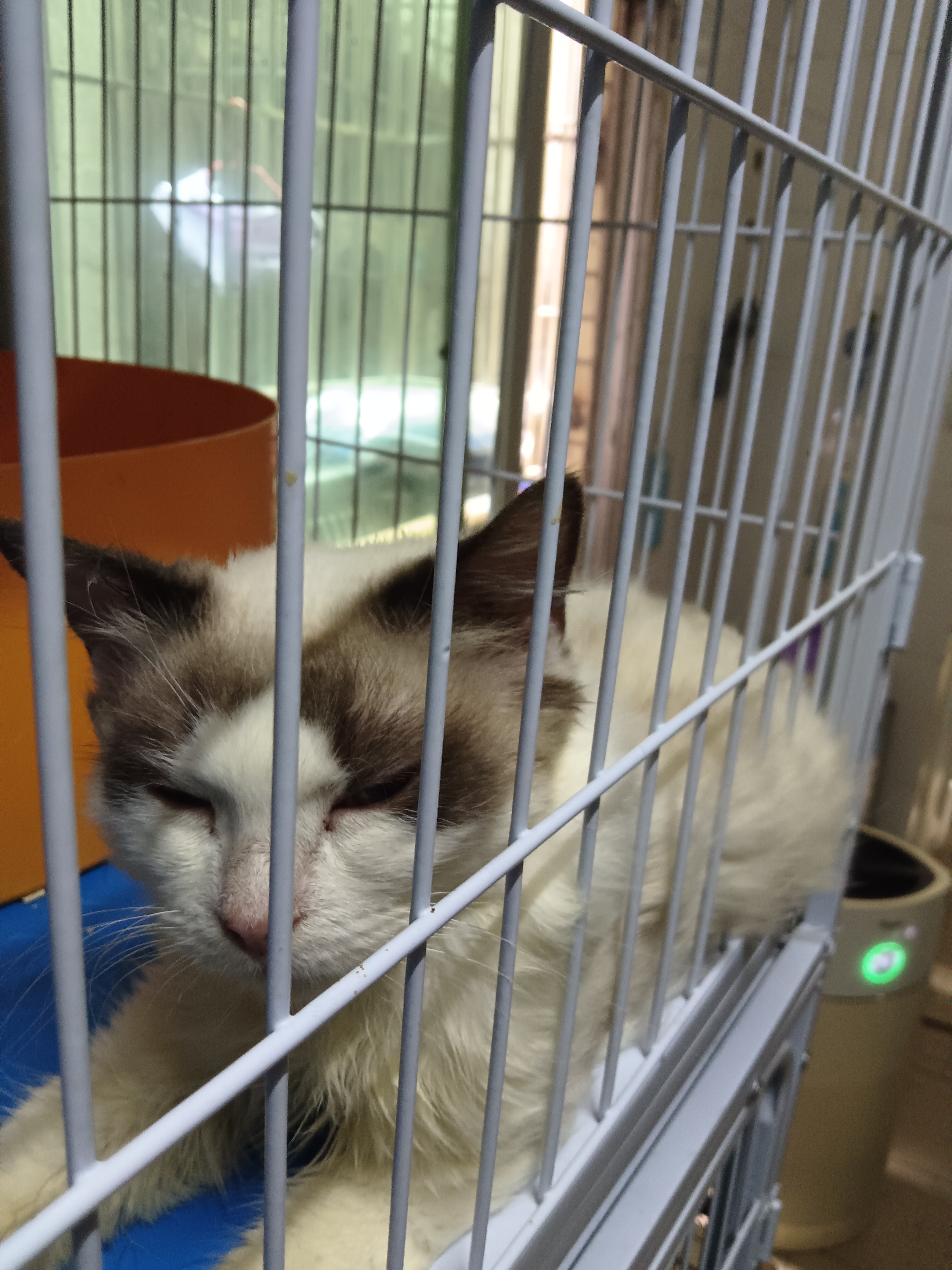 从别人家里买的猫应该注意什么,买的猫咪太调皮了可以退嘛