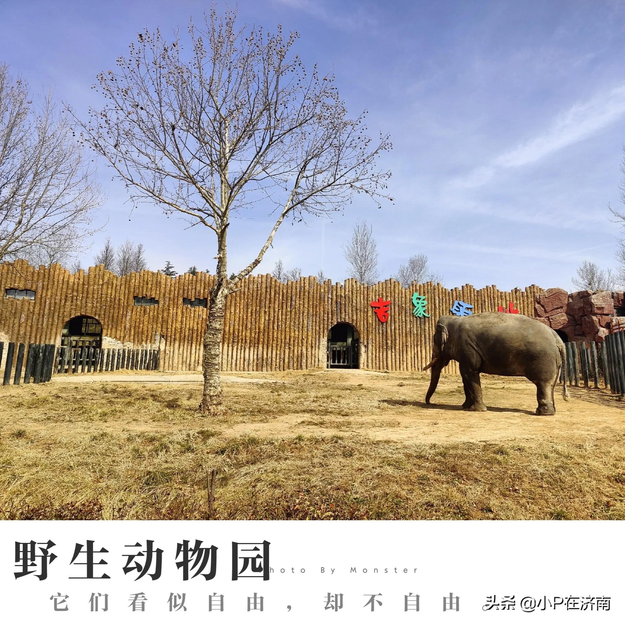 何为野生动物园,成都野生动物园