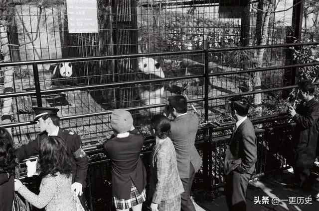 旅外大熊猫丫丫真实现状,旅居海外国宝熊猫
