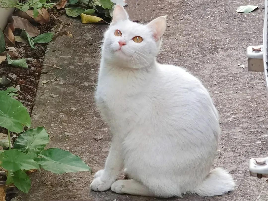 哪种猫招财好养活,哪种猫最招财又好养