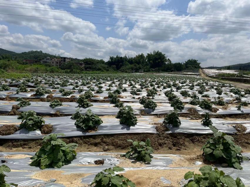 云浮市云安区委书记梁玉莉：书记家访，切实解决群众“急难愁盼”问题