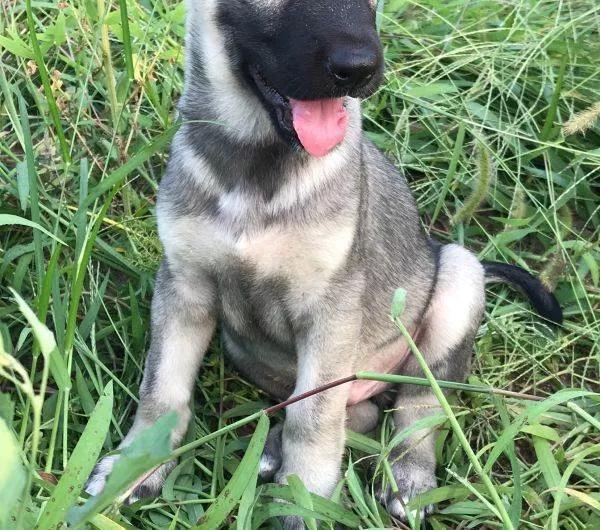 农村人买狗注意事项,农村狗市买狗注意事项