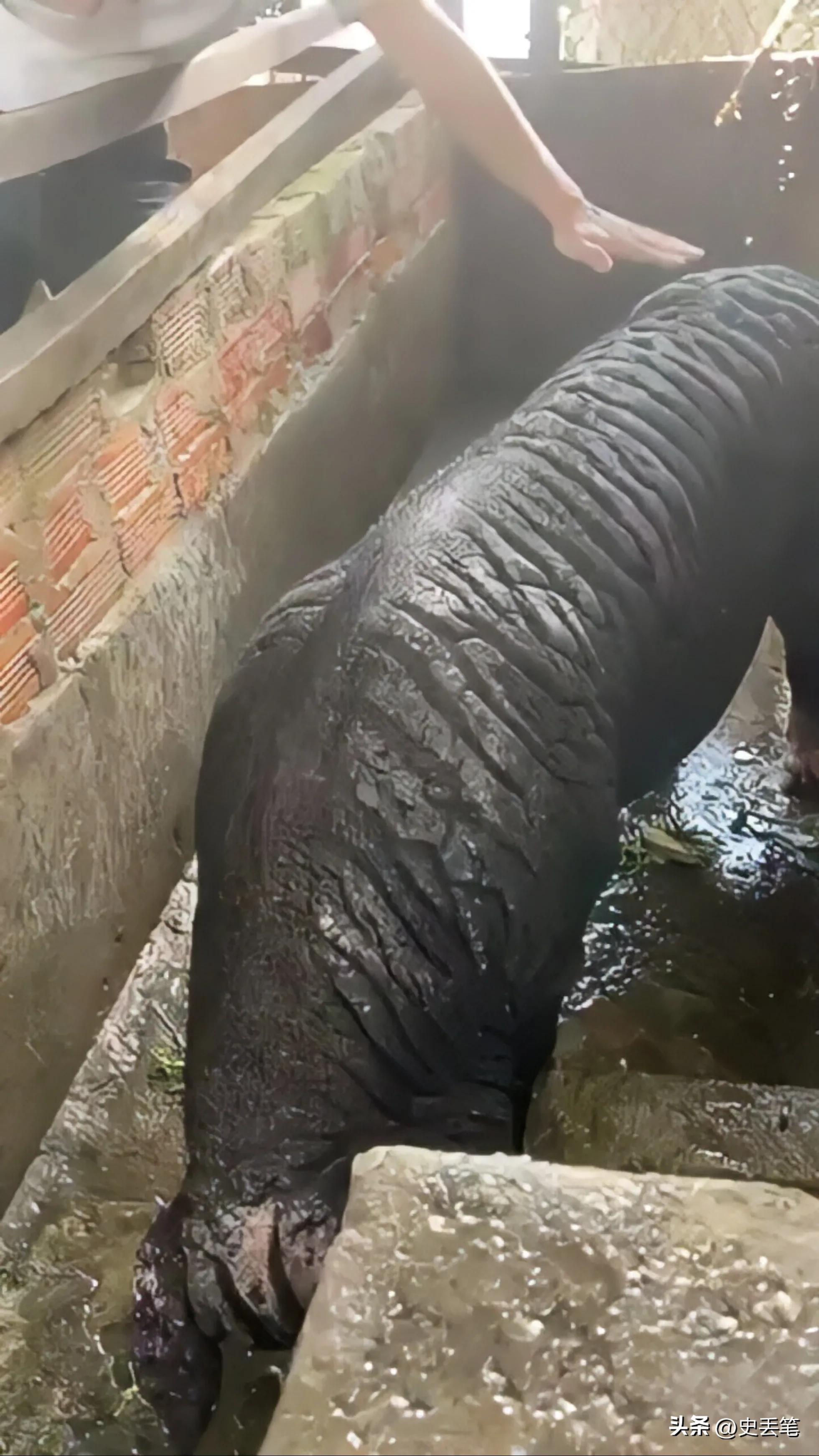 越南大妈家里养了只皱皮老母猪，称低于115万坚决不卖