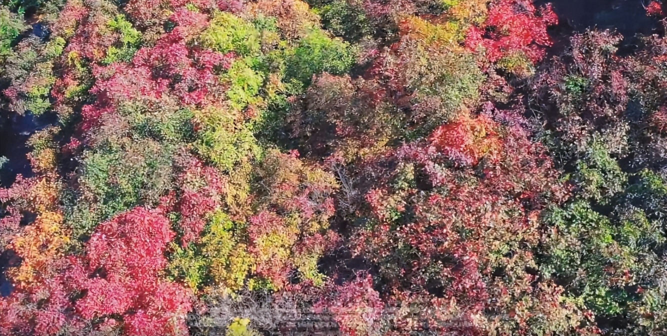 入秋济南好去处,济南秋季看花打卡地