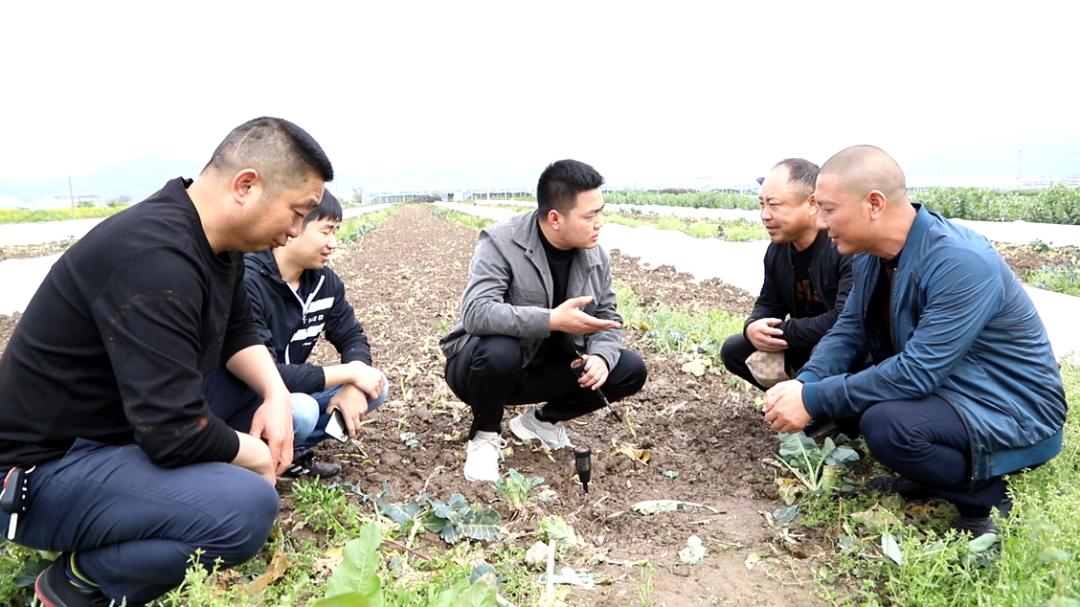 新洋丰肥业复合肥料,洋丰肥料和新洋丰有什么区别