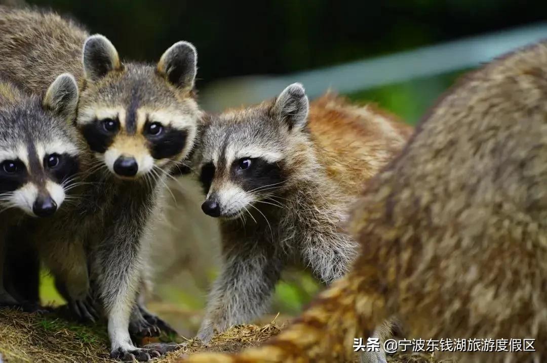 预订景区门票优惠活动,限时福利门票加一元畅游一整年