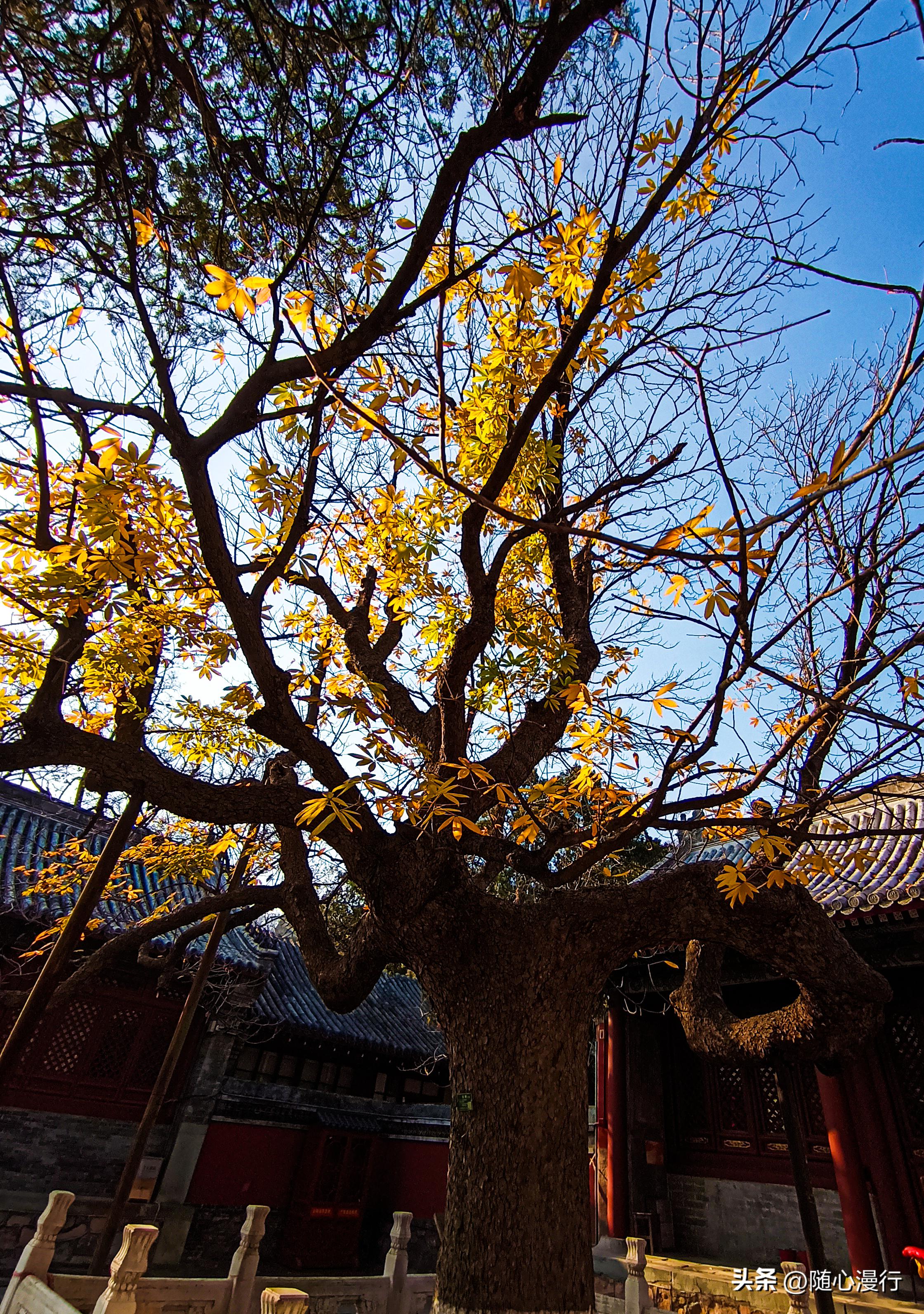 八大处翠微山,翠微山到八大处