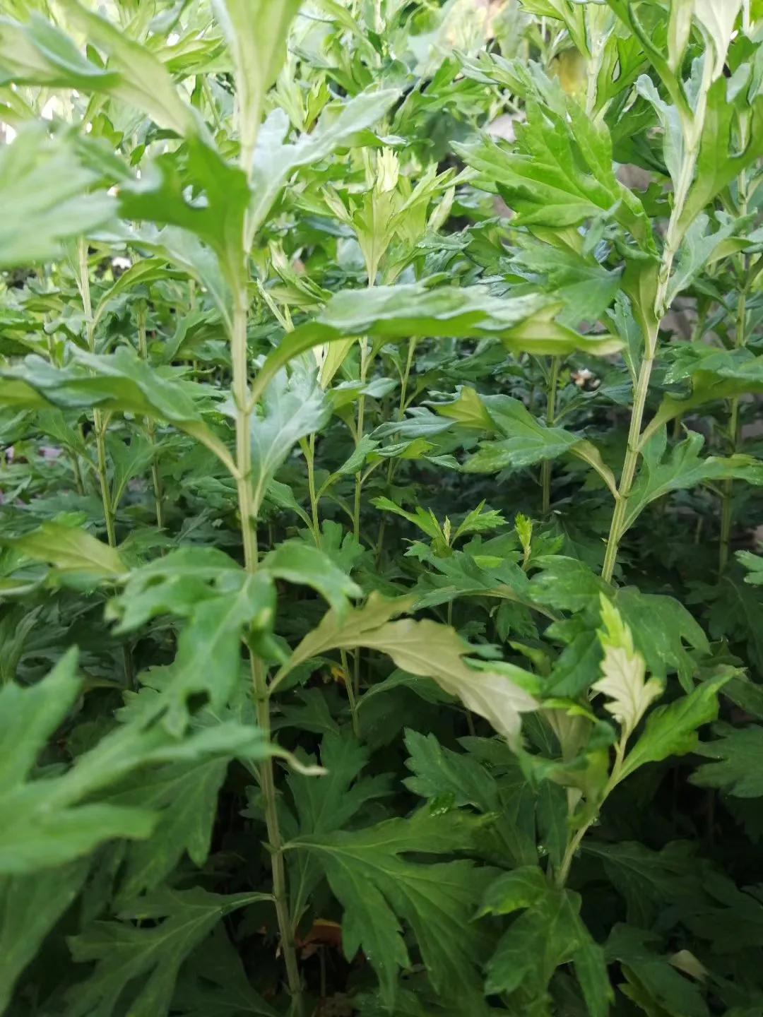 红尘有田园之九——艾草