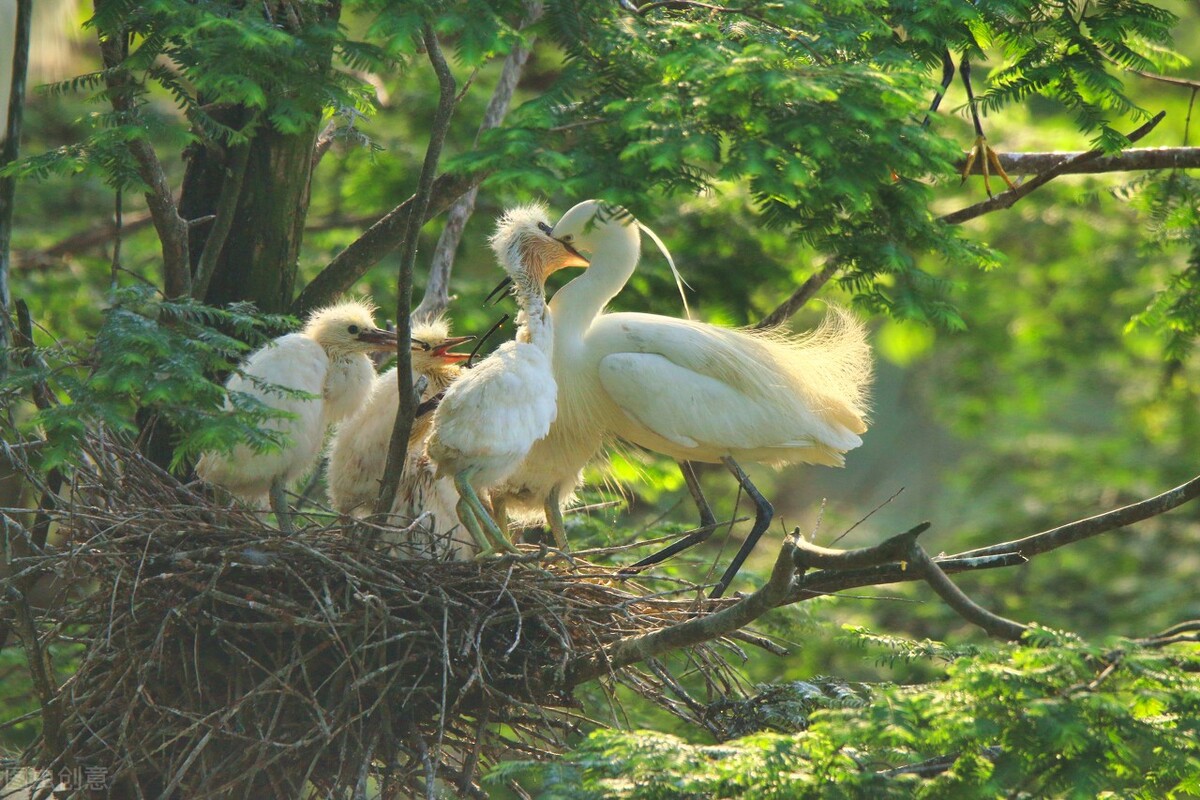 谁言寸草心报得三春晖的解释,谁言寸草心报得三春晖什么意思