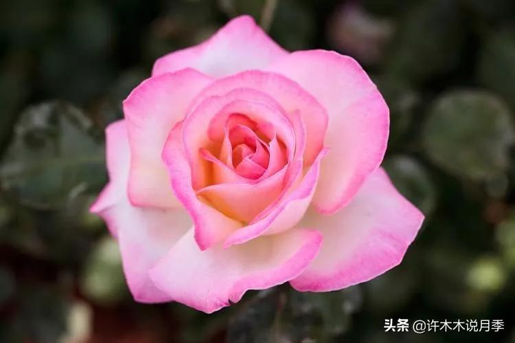 月季品种醉花,月季品种大全及图片欣赏