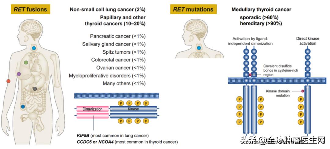 RET小分子抑制剂,ret新药上市了吗