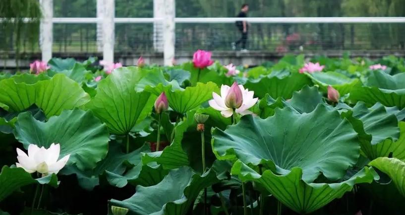 周嗣远|接天碧叶莹如玉，夕照芙蓉万朵花（原创荷之歌25首）