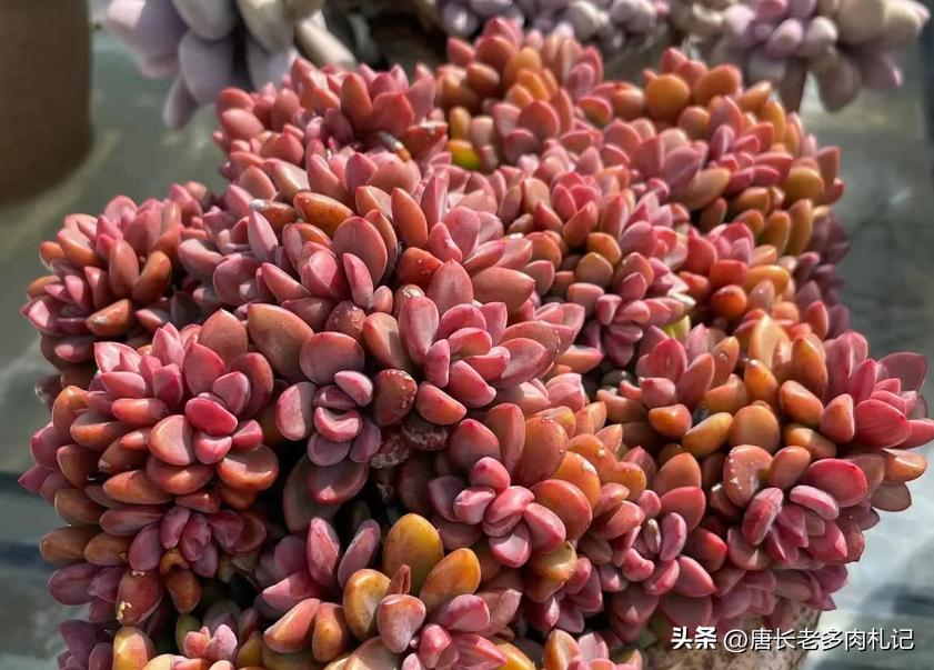 养老桩的多肉要用大盆吗,养老桩多肉用什么盆