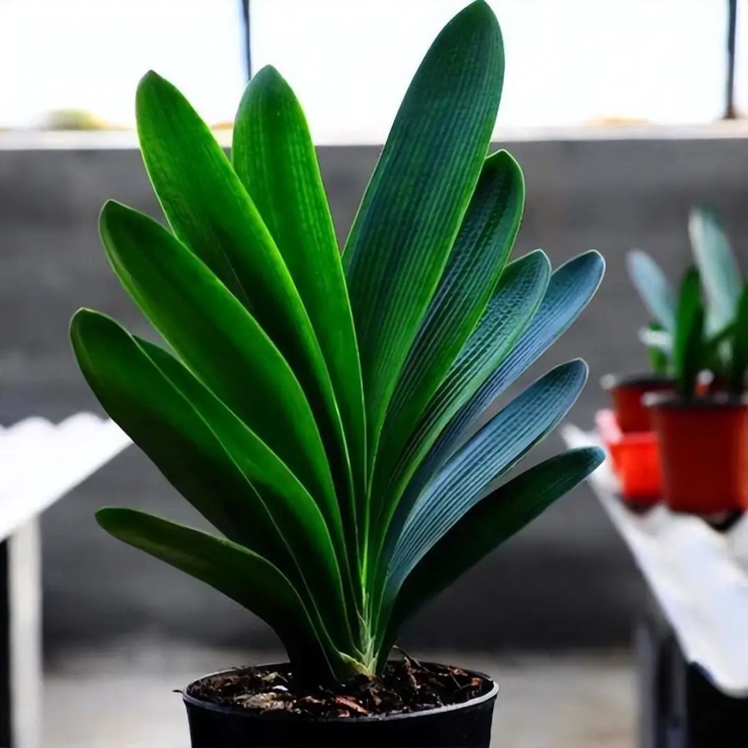 君子兰开完花没有花杆怎么处理,冬天君子兰没根怎么发根