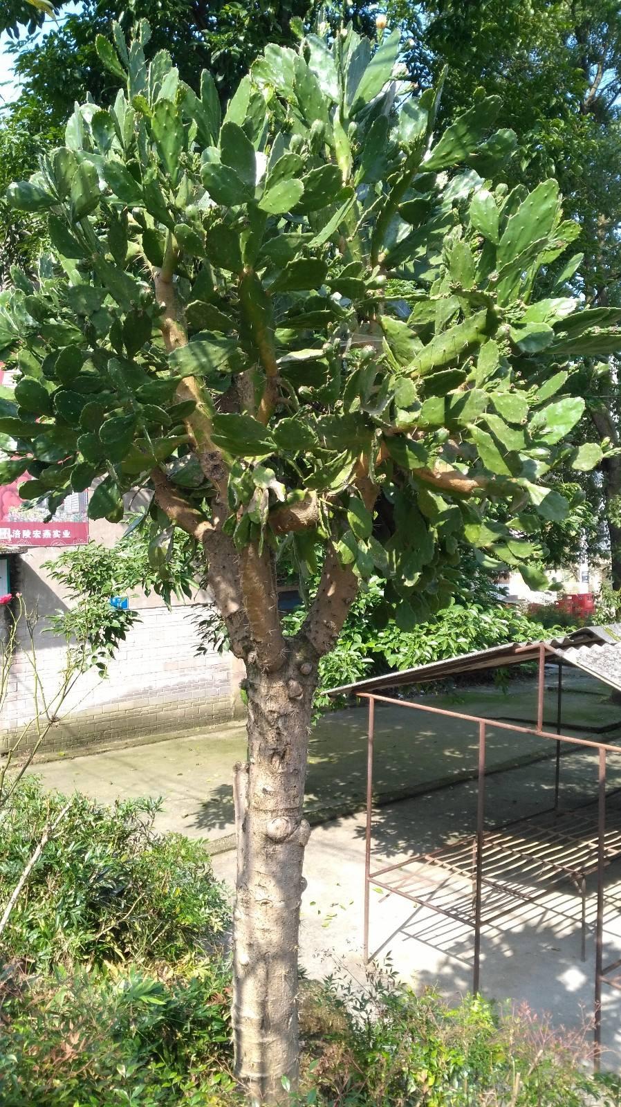 仙人掌养了20多年,最丰产的仙人掌