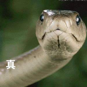 小狗给小狗撑伞表情包,小狗洗澡可爱超萌表情包