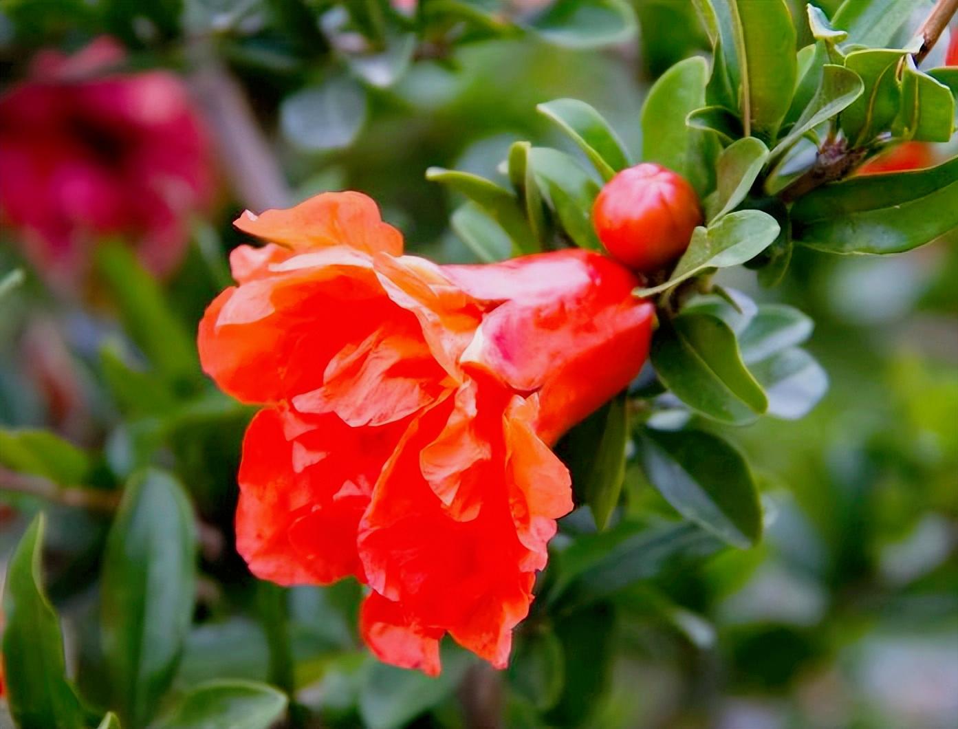 五月石榴花开的唯美诗句,关于石榴花的美文和诗句