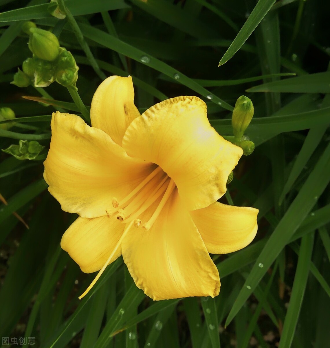 从游子吟这首诗中你感觉到了什么,游子吟唐孟郊慈母手中线完整版