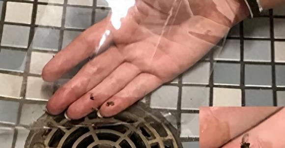 卫生间蛾蠓有毒吗,卫生间小飞虫蛾蚋的危害