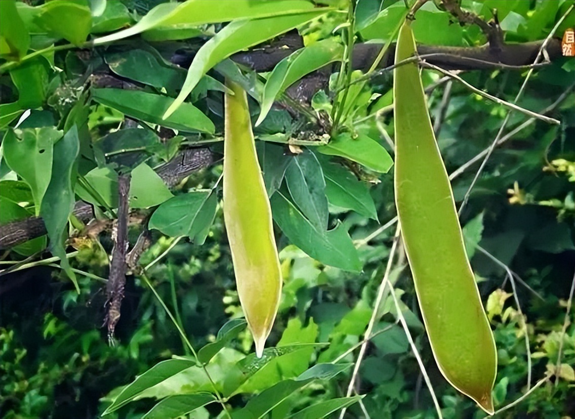 桃胶皂角米能养颜美容吗,吃桃胶雪燕皂角米可以淡斑美容吗