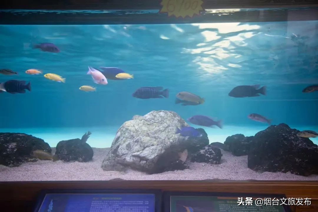 烟台祥和花鸟市场,烟台花鸟市场