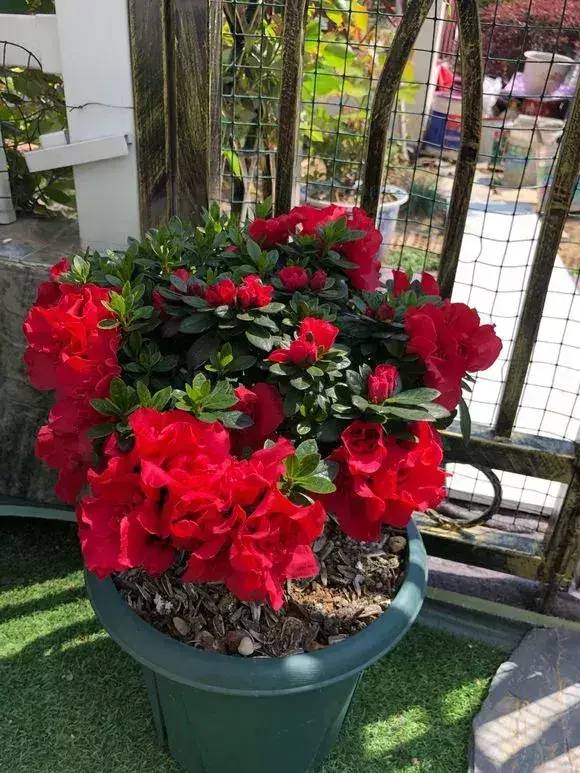 杜鹃花掉绿叶怎么办,杜鹃花只长绿叶不开花是为什么