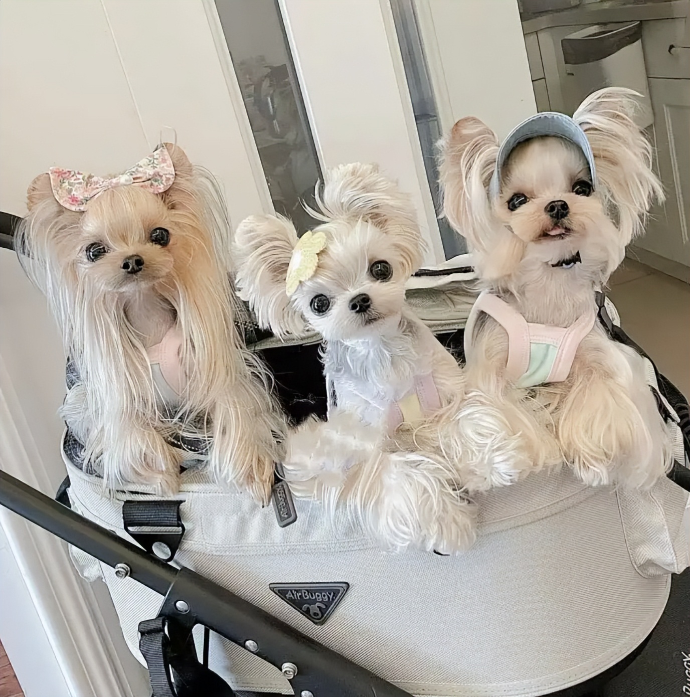 家庭养小型犬养什么品种好,短嘴巴大眼睛小型犬有多少品种