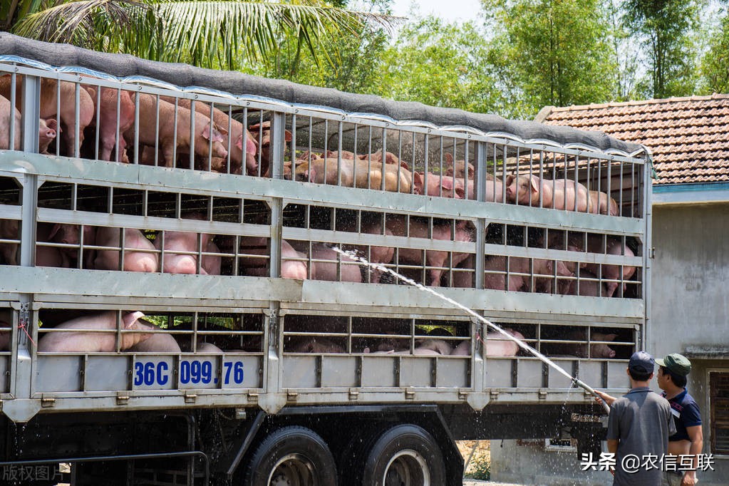 今日猪价行情湖北,最新猪价行情明日猪价