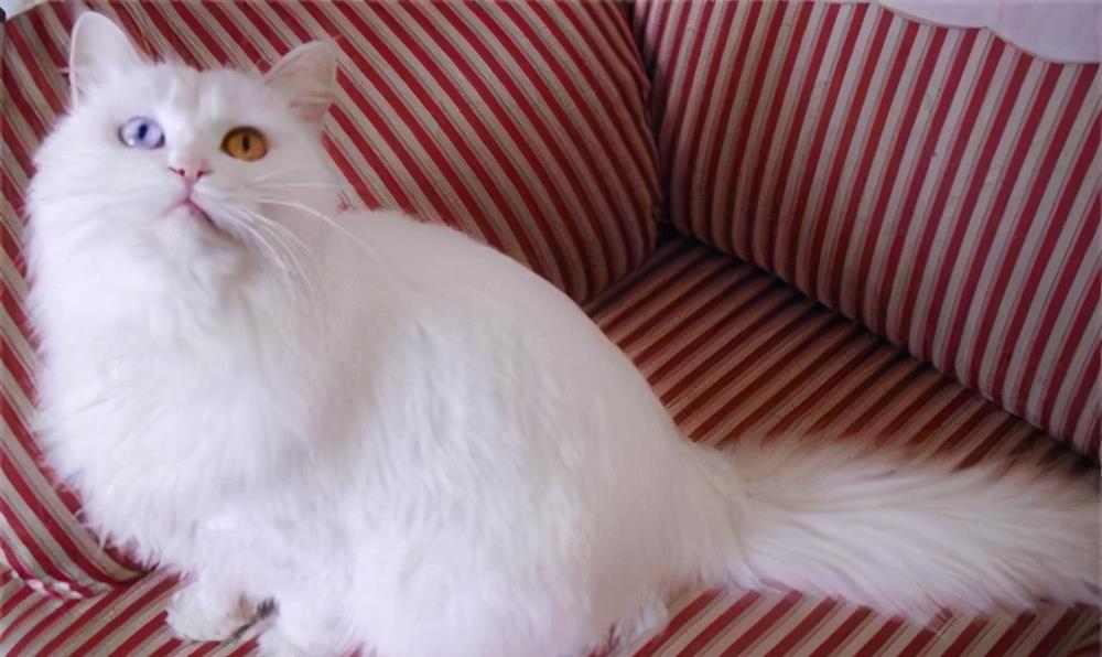 山东狮子猫可以媲美布偶猫,山东狮子猫大型猫