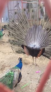 每日一笑游泳教学视频,每日一笑钓鱼片段