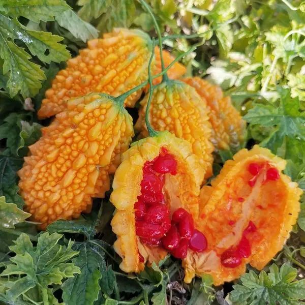 金铃儿在前期小时候的样子,金铃子故事