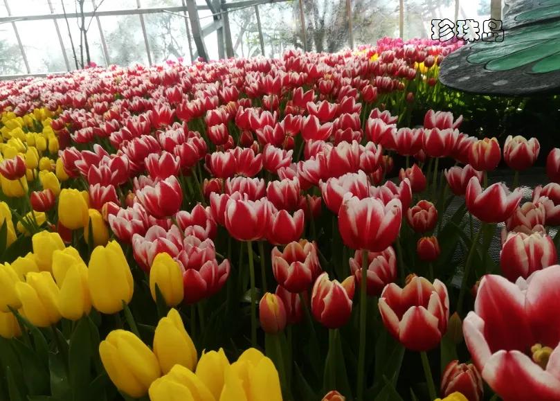 越南芽庄5晚6天观光游 (越南越美醉美芽庄5天品质之旅)