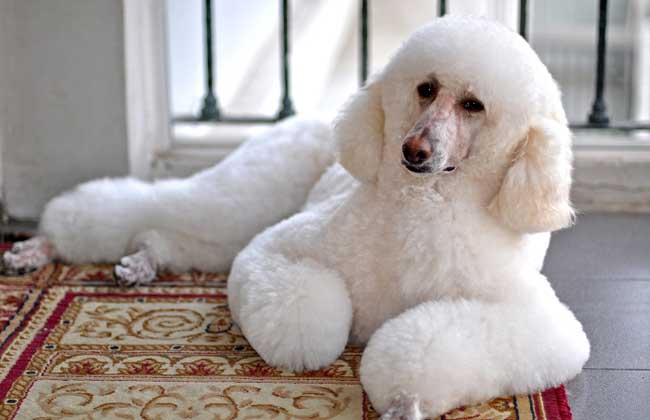 巨型贵宾饲养技巧,怎样饲养贵宾狗