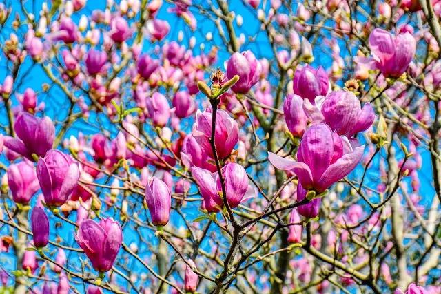 关于春的现代诗短诗自创,写春风的自编诗