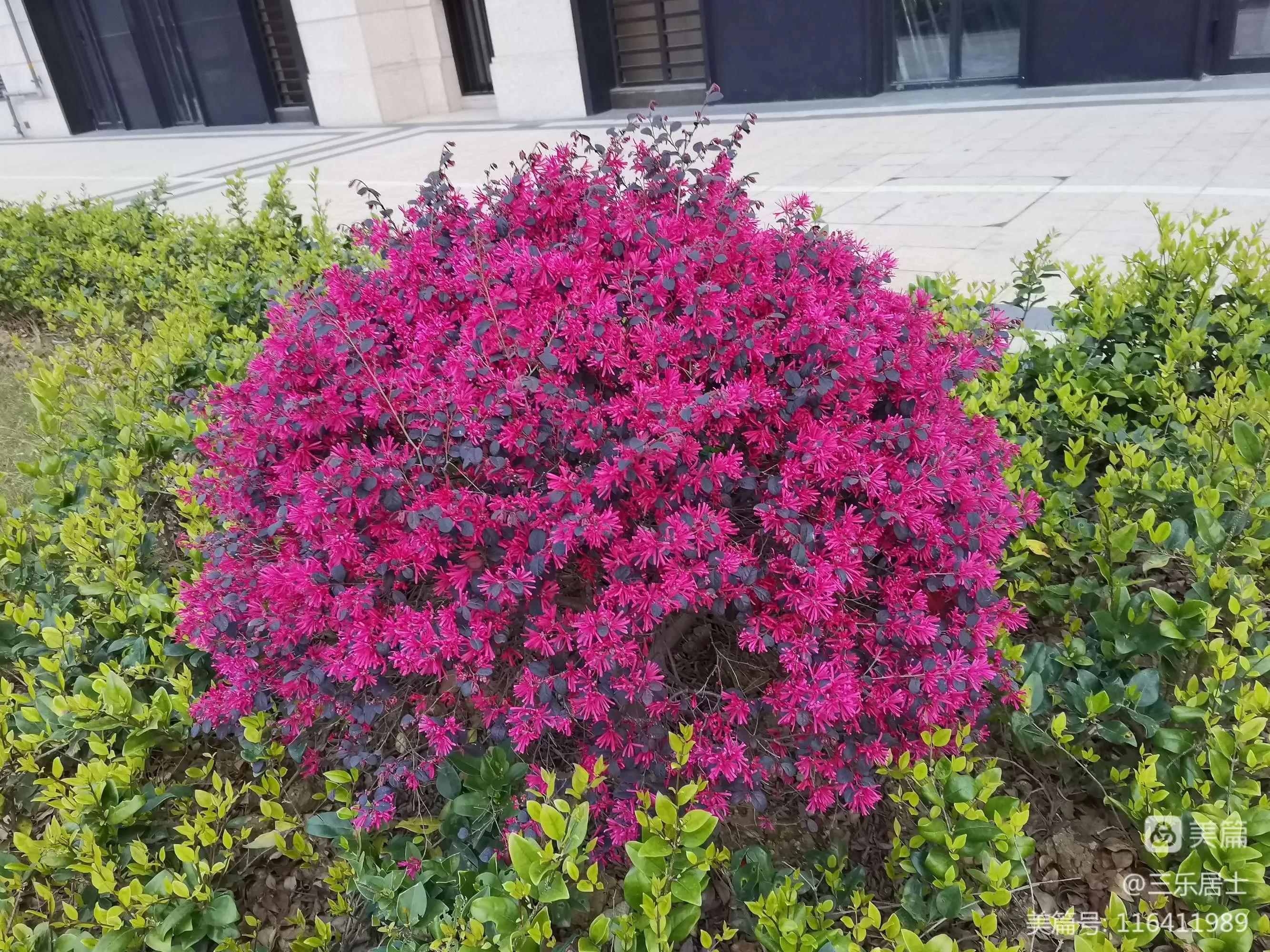 红花檵木的历史故事,白花檵木